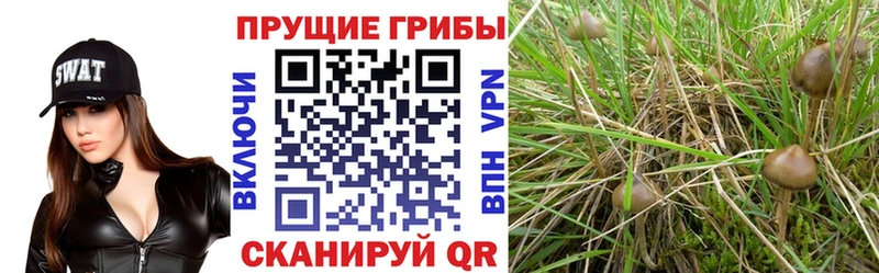 наркошоп  Гулькевичи  Псилоцибиновые грибы MAGIC MUSHROOMS 