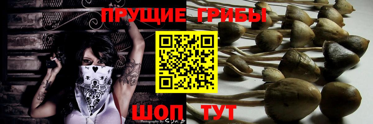 Галлюциногенные грибы Cubensis Гулькевичи